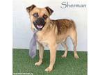 Adopt Sherman a Tan/Yellow/Fawn - with Black Brussels Griffon / Mixed dog in San