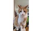 Adopt Krispy a Orange or Red (Mostly) American Shorthair / Mixed (short coat)