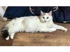 Adopt Cammie (aka Dipstick) a White (Mostly) Domestic Longhair / Mixed (long