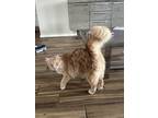 Adopt Gypsy a Orange or Red Domestic Longhair / Mixed (long coat) cat in Fort