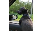 Adopt Tadow a Black Shih Poo / Mixed dog in Elburn, IL (41436996)