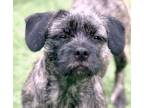 Adopt Poppy a Brindle Border Terrier / Shih Tzu / Mixed dog in Allen Park