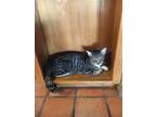 Adopt Orion a Gray, Blue or Silver Tabby Tabby / Mixed (short coat) cat in San