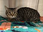 Adopt HERMES a Brown or Chocolate Domestic Mediumhair / Mixed (medium coat) cat