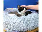 Adopt Boo a Domestic Shorthair cat in Fairfax Station, VA (41436972)