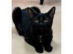 Adopt Pumyra a Domestic Shorthair cat in Fairfax Station, VA (39215397)