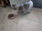 Adopt Mayka a Gray or Blue Domestic Mediumhair / Mixed (medium coat) cat in
