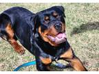 Adopt Matheson a Rottweiler / Mixed dog in Edmonton, AB (41436921)