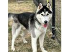 Adopt Cariboo a Siberian Husky / Mixed dog in Edmonton, AB (41401529)