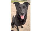 Adopt Leo a Black German Shepherd Dog / Mixed Breed (Medium) / Mixed (short