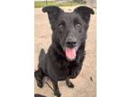 Adopt Leo a Black German Shepherd Dog / Mixed dog in Indianapolis, IN (41136486)
