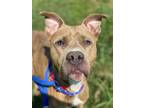 Adopt Boomerang a Tan/Yellow/Fawn American Pit Bull Terrier / Mixed dog in Baton