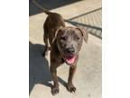 Adopt Venus a Brindle American Pit Bull Terrier / Mixed dog in Baton Rouge