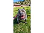Adopt Zeus the Magnificent *in Foster a Merle American Pit Bull Terrier / Mixed
