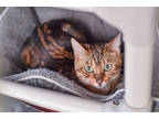 Adopt Ember a Orange or Red Domestic Shorthair / Domestic Shorthair / Mixed cat