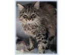 Adopt Toot a Gray or Blue Domestic Mediumhair / Domestic Shorthair / Mixed cat