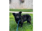 Adopt Gracie a Black Dachshund / Spaniel (Unknown Type) / Mixed dog in Irvine
