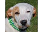Adopt Margret a White - with Tan, Yellow or Fawn Labrador Retriever / American