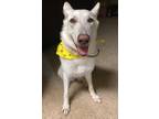 Adopt Ivory a White German Shepherd Dog / Mixed dog in Gainesville