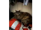 Adopt Amaryllis a Tortoiseshell Domestic Shorthair / Mixed (short coat) cat in