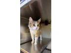 Adopt Furritter a Calico or Dilute Calico Domestic Mediumhair cat in Apple