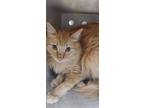 Adopt Catifornia Roll a Orange or Red Domestic Longhair cat in Apple Valley