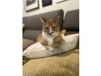 Adopt Johnny a Orange or Red American Shorthair / Mixed (short coat) cat in