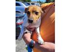 Adopt Jack a White Jack Russell Terrier / Rat Terrier / Mixed dog in Burlington