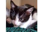 Adopt Avocado a Gray or Blue Domestic Shorthair / Domestic Shorthair / Mixed cat
