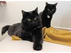 Adopt Merlin a All Black Domestic Shorthair / Domestic Shorthair / Mixed cat in