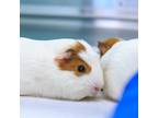 Adopt Crackers a Guinea Pig small animal in Golden, CO (41436881)