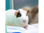 Adopt Cheese a Guinea Pig small animal in Golden, CO (41436879)