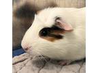 Adopt Raya a Guinea Pig small animal in Golden, CO (41436875)