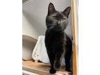 Adopt Jack-A-Roo a All Black Domestic Shorthair / Domestic Shorthair / Mixed cat