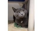 Adopt Grey a Gray or Blue Domestic Shorthair / Domestic Shorthair / Mixed cat in