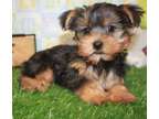 WWHJ Teacup Yorkshire Terrier Puppies