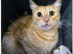 Adopt Anchovie* a Orange or Red Domestic Mediumhair cat in Wildomar