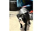 Adopt Luna a Black - with White American Pit Bull Terrier / Mixed dog in