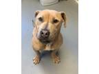 Adopt Buzz a American Pit Bull Terrier / Mixed Breed (Medium) / Mixed dog in