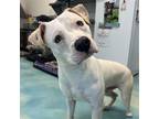 Adopt Boot GCH a Pit Bull Terrier / Mixed dog in Rockaway, NJ (41434961)