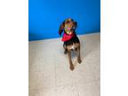 Adopt Rex(Soy Sauce) a Hound (Unknown Type) / Great Dane / Mixed dog in Barron