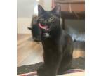 Adopt Thelma a Domestic Shorthair / Mixed cat in Chilliwack, BC (41310183)