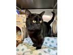 Adopt Robert Munschkin a Munchkin / Mixed cat in Vancouver, BC (41436632)