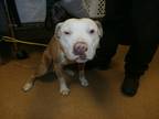 Adopt Neptune a White American Pit Bull Terrier / Mixed dog in Arlington
