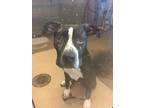 Adopt Freedom- VIP a Black American Pit Bull Terrier / Mixed dog in Arlington