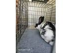 Adopt Freckles a White Other/Unknown / Other/Unknown / Mixed rabbit in