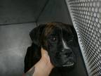 Adopt Freddie- Rescue Only a Black Boxer / Mixed dog in Arlington, TX (41436622)