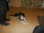 Adopt Bud- VIP a Black Husky / Mixed dog in Arlington, TX (41436621)