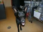 Adopt Celeste a Black German Shepherd Dog / Mixed dog in Arlington