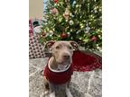Adopt Kaya a Tan/Yellow/Fawn - with White American Pit Bull Terrier / Mixed dog